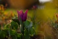 Purple tulip bright sunlight. Beautiful spring flower background