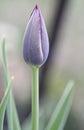 Purple Tulip Bud