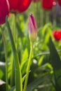 Purple tulip bud in garden. Lovely flower background. Flower growth concept. Springtime in Ukraine. Bloomig concept. Royalty Free Stock Photo