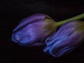 Purple tulip close-up