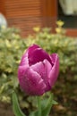 Purple tulip Royalty Free Stock Photo