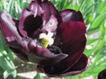 Purple tulip with droplets in spring