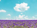 Purple tulip field and blue sky landscape Royalty Free Stock Photo