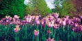 Purple tulip field from the ground Royalty Free Stock Photo