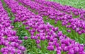 Purple tulip field Royalty Free Stock Photo