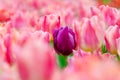 Purple tulip fields in the middle of pink tulips are densely blooming Royalty Free Stock Photo