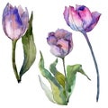 Purple tulip floral botanical flowers. Watercolor background illustration set. Isolated tulips illustration element.