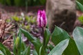 Purple tulip flower on a blurry background of green foliage on a sunny day. Royalty Free Stock Photo