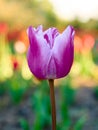 Purple tulip flower on a blurry background on a spring evening Royalty Free Stock Photo