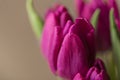 Purple tulip flower bouquet close up still on a blurry brown wooden background Royalty Free Stock Photo