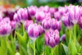 Purple Tulip Flower in the garden. Beautiful bouquet of tulips. colorful tulips