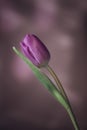 Purple Tulip flower with green leafs and water drops on pink background, spring Royalty Free Stock Photo