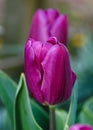 Purple tulip flower on a green leaves background in spring garden Royalty Free Stock Photo