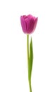 Purple tulip flower isolated on white Royalty Free Stock Photo