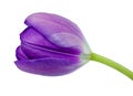 Purple tulip flower isolated on a white background with clipping path. Close-up. Royalty Free Stock Photo