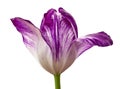 Purple tulip flower isolated on a white background with clipping path. Close-up. Royalty Free Stock Photo