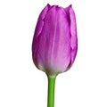 Purple tulip flower isolated on a white background with clipping path. Close-up. Royalty Free Stock Photo