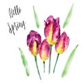 Purple tulip flower isolated on white background with lettering `Hello Spring`, vintage watercolor illustration