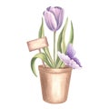 Purple tulip in flower pot with sign and butterfly. Spring garden flower. Isolated hand drawn watercolor botany Royalty Free Stock Photo