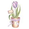 Purple tulip in flower pot with sign and ribbon. Spring garden flower. Isolated hand drawn watercolor botanical Royalty Free Stock Photo