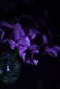 Purple tulip flower with water drops under Ultraviolet light on a dark background. UV, fluorescent. Royalty Free Stock Photo