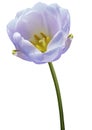Purple tulip flower on a white  isolated background with clipping path. Flower on a stalk.  Nature. Closeup no shadows. Royalty Free Stock Photo