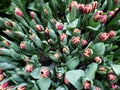 purple tulip flower with yellow edge in a botanical garden, view from above