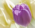 Purple Tulip Flower with Yellow Tulips as Soft Background Royalty Free Stock Photo