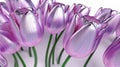 Purple Tulip Flowers Glitter Clean Transparent Plastic Texture Super Detail. Generative AI