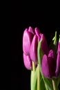 Purple tulip flowers isolated on a black background Royalty Free Stock Photo