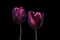 Purple tulip flowers isolated on black background. Tulip flower heads isolated on black. Spring flowers Royalty Free Stock Photo