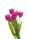 Purple tulip flowers isolated on white Royalty Free Stock Photo