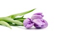 Purple tulip flowers isolated on white background Royalty Free Stock Photo