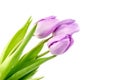 Purple tulip flowers isolated on white background Royalty Free Stock Photo