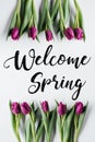 Purple tulip flowers, isolated on white with welcome spring lettering Royalty Free Stock Photo