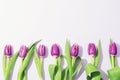 Purple tulip flowers in a row on light background, hard shadows. Top view, flat lay Royalty Free Stock Photo