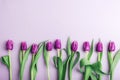 Purple tulip flowers in a row on lilac background. Top view, flat lay, copy space Royalty Free Stock Photo