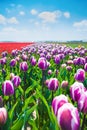 Purple tulip flowers during summer, Netherlands Royalty Free Stock Photo