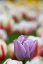 Purple tulip with fly insect. Spring landscape. Royalty Free Stock Photo