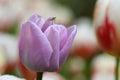 Purple tulip with fly insect. Spring landscape. Royalty Free Stock Photo