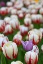 Purple tulip with fly insect. Spring landscape. Royalty Free Stock Photo