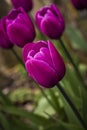 Purple tulip a formal spring garden border Royalty Free Stock Photo