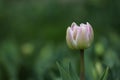 Purple tulip