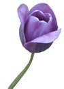 A purple tulip on a green stem. White background. Top view and a little from the side