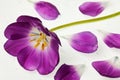 Purple tulip isolated