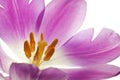 Purple tulip isolated Royalty Free Stock Photo