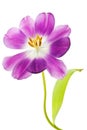 Purple tulip isolated Royalty Free Stock Photo