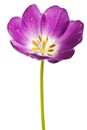 Purple tulip isolated Royalty Free Stock Photo