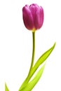 Purple tulip isolated