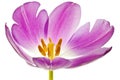 Purple tulip isolated Royalty Free Stock Photo